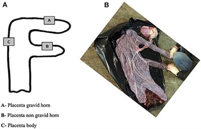 Collagen and Microvascularization in Placentas From Young and Older Mares